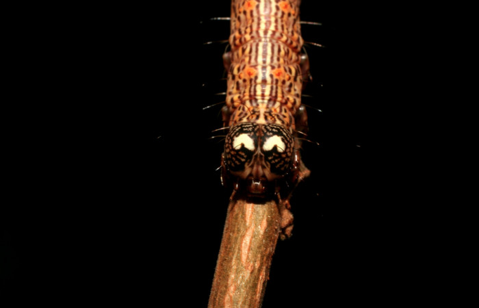 Figura 3. Larva <i>Euclystis sublignaris</i> (Erebidae), cuarto estadio posición la cabeza frontal, mide 30 mm aproximadamente. Planta hospedera <i>Goethalsia meiantha</i> (Malvaceae). Voucher: 09-SRNP-44848-DHJ459832.jpg.