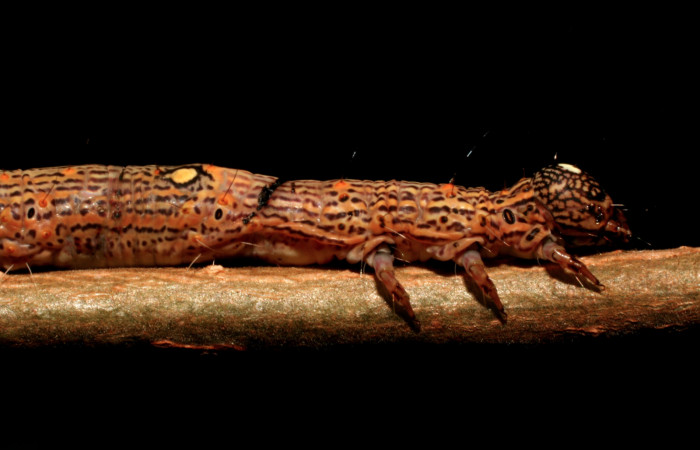 Figura 4. Larva <i>Euclystis sublignaris</i> (Erebidae), cuarto estadio posición lateral, torax, cabeza, mide 30 mm aproximadamente. Planta hospedera <i>Goethalsia meiantha</i> (Malvaceae). Voucher: 09-SRNP-44848-DHJ459833.jpg.