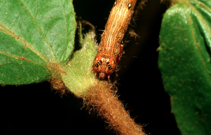 Figura 5. Larva <i>Euclystis sublignaris</i> (Erebidae), cuarto estadío posición atras lateral, mide 30 mm aproximadamente. Planta hospedera <i>Goethalsia meiantha</i> (Malvaceae). Voucher: 09-SRNP-44848-DHJ459834.jpg.