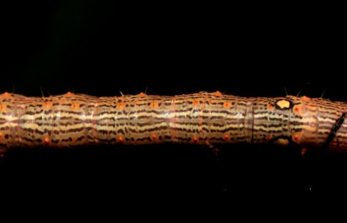 Figura 6. Larva <i>Euclystis sublignaris</i> (Erebidae), cuarto estadío posición la dorsal, mide 30 mm aproximadamente. Planta hospedera <i>Goethalsia meiantha</i> (Malvaceae). Voucher: 09-SRNP-44848-DHJ459836.jpg.