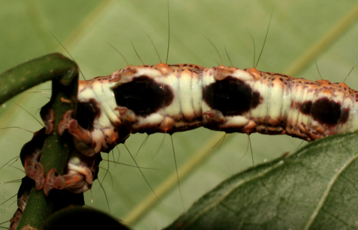 Figura 7. Larva <i>Euclystis sublignaris</i> (Erebidae), cuarto estadío posición las patas, mide 30 mm aproximadamente. Planta hospedera <i>Goethalsia meiantha</i> (Malvaceae). Voucher: 09-SRNP-44848-DHJ459839.jpg