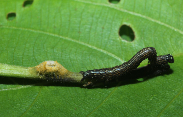 Figura 8. Capullo de parásito subfamilia (Microgastrinae), (Braconidae), mide 6 mm aproximadamente. Voucher:14- SRNP-71820-DHJ726166.jpg.