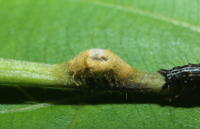 Figura 09. Capullo de parásito subfamilia (Microgastrinae), Familia (Braconidae), mide 6 mm aproximadamente Voucher: 14- SRNP-71820-DHJ726168.jpg.