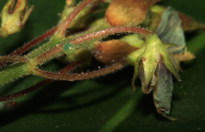 Fig.1. Huevo de <i>Urbanus simplicius</i>. 1mm de longitud. Voucher: 15-SRNP-31393-DHJ728217.jpg.