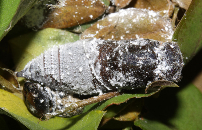 Fig.12. Pupa de <i>Urbanus proteus</i>. 28mm de longitud. Voucher: 15-SRNP-31526-DHJ728403.jpg.