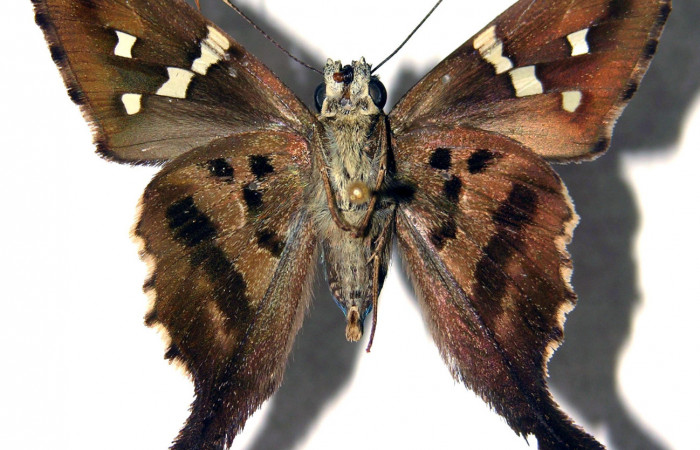 Fig.16. Adulto de <i>Urbanus esta</i>. Macho. 39mm de longitud. Voucher: 93-SRNP-5934-DHJ92067.jpg.