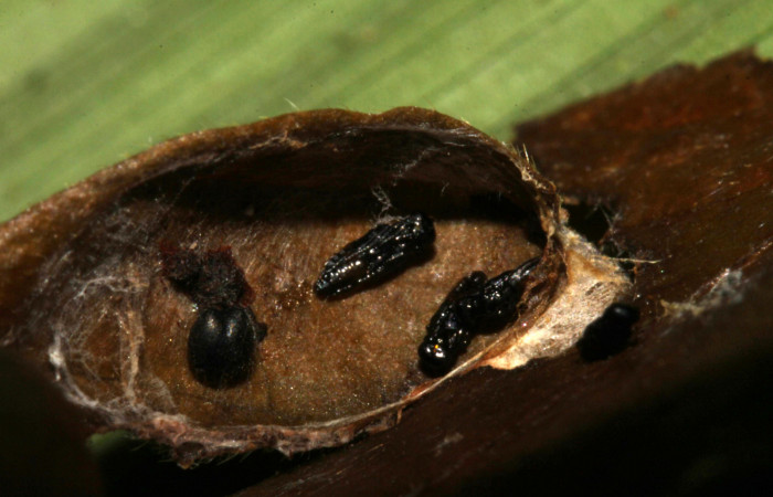 Fig.18. Capullos de parásitos de <i>Urbanus esta</i>. Voucher: 15-SRNP-31546-DHJ728514.jpg.