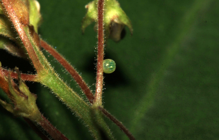 Fig.2. Huevo de<i>Urbanus simplicius</i>. 1mm de longitud. Voucher : 15-SRNP-31393-DHJ728218.jpg.