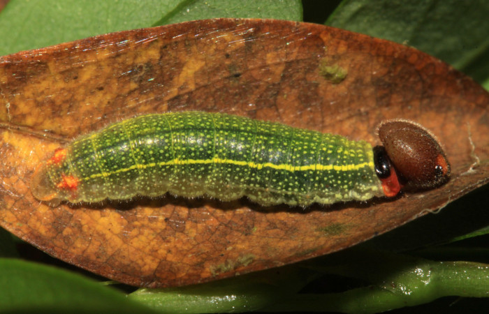 Fig.5. Larva de <i>Urbanus esta</i>. 17mm de longitud en penúltimo estadío. Voucher: 15-SRNP-30301-DHJ721615.jpg.
