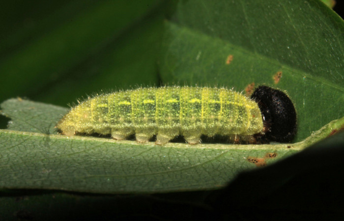 Fig.6. Larva de <i>Urbanus simplicius</i>. 12mm de longitud en tercer estadío . Voucher: 15-SRNP-31389-DHJ728216.jpg.
