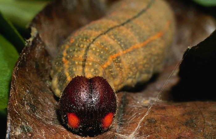 Fig.9. Larva de <i>Urbanus esta</i>. 27mm de longitud en último estadío. Voucher: 00-SRNP-1520-DHJ52998.jpg.