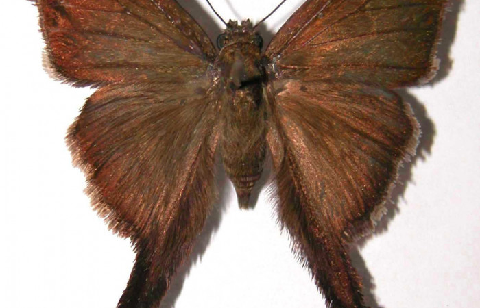 Fig.1. Adulto de <i>Urbanus simplicius</i>. Hembra 40mm de longitud vista dorsal. Voucher: 02-SRNP-4745-DHJ36858.jpg.