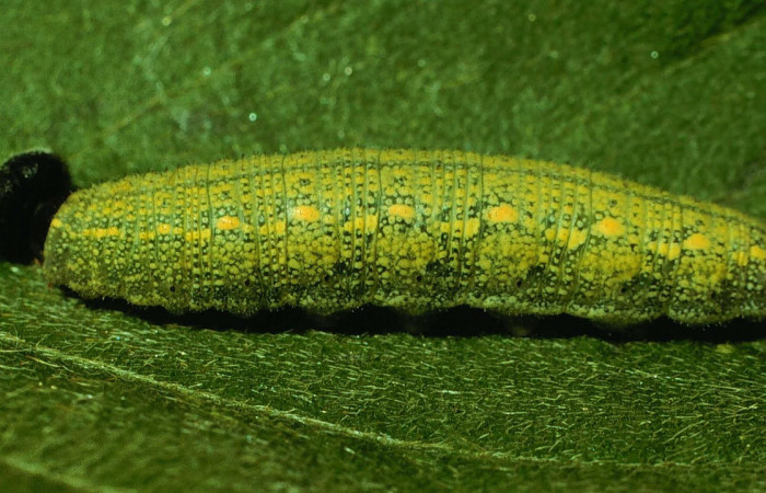 Fig.10. Larva de <i>Urbanus simplicius</i>. En penúltimo estadío. Voucher: 93-SRNP-6622-DHJ26503.jpg