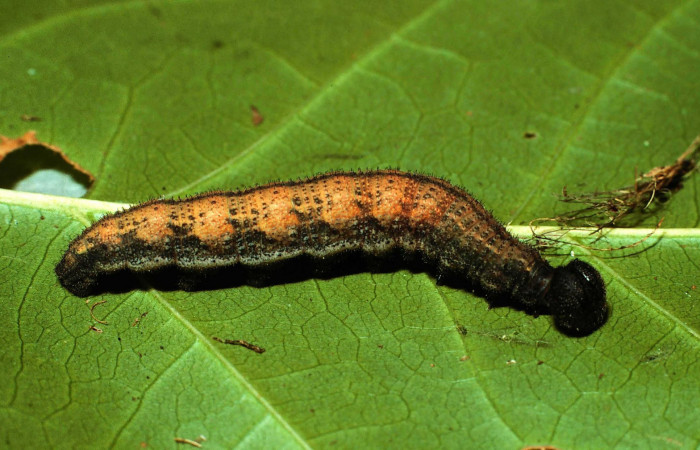 Fig.12. Larva de <i>Urbanus simplicius</i>. 45mm de longitud en último estadío. Voucher: 02-SRNP-5635-DHJ64775.jpg