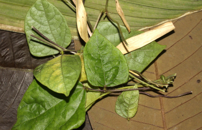 Fig.15. Pupa de <i>Urbanus simplicius</i>. 25mm de longitud. Voucher: 15-SRNP-31344-DHJ728271.jpg