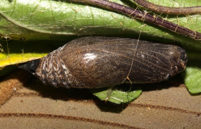 Fig.17. Pupa de <i>Urbanus simplicius</i>. 25mm de longitud. Voucher 15-SRNP-31344-DHJ728278.jpg.