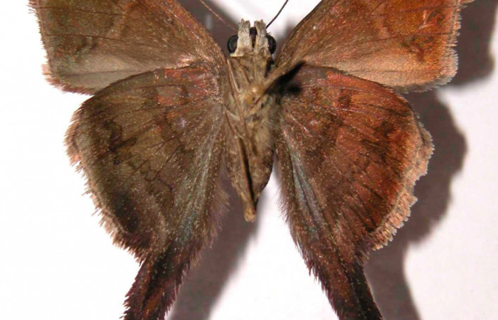 Fig.2.Adulto de <i>Urbanus simplicius</i>. Hembra 40mm de longitud vista ventral. Voucher: 02-SRNP-4745-DHJ36859.jpg.