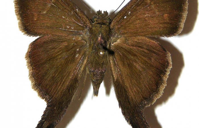 Fig.3. Adulto de <i>Urbanus simplicius</i>. Macho 39mm de longitud vista dorsal. Voucher: 04-SRNP-30838-DHJ306676.jpg.