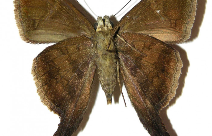 Fig.4. Adulto de <i>Urbanus simplicius</i>. Macho 39mm de longitud vista ventral. Voucher: .04-SRNP-30838-DHJ306677.jpg.