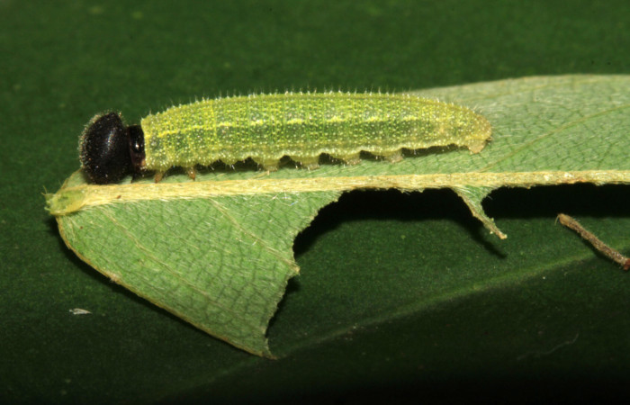 Fig.9. Larva de <i>Urbanus simplicius</i>. 12mm de longitud en tercer estadío. Voucher: 15-SRNP-31389-DHJ728209.jpg