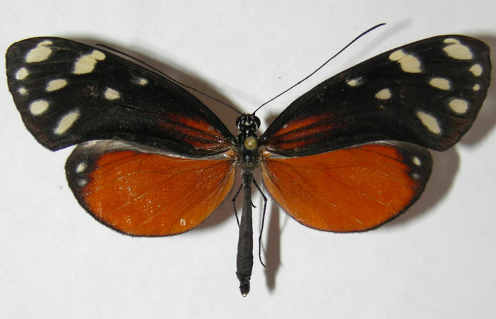 Fig. 1. Adulto de <i>Hyposcada virginiana</i>. 55mm de longitud vista dorsal. Voucher : 09-SRNP-21434-DHJ513576.jpg.