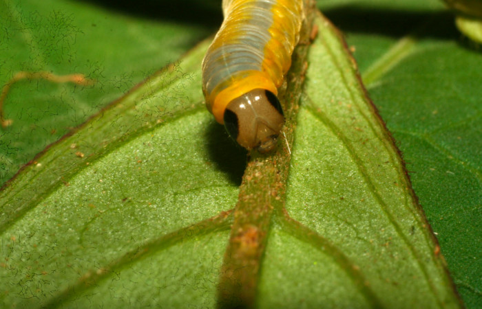 Fig.14. Mostranto cabeza de <i>Hyposcada virginiana</i>. Voucher : 10-SRNP-30512-DHJ471511.jpg.