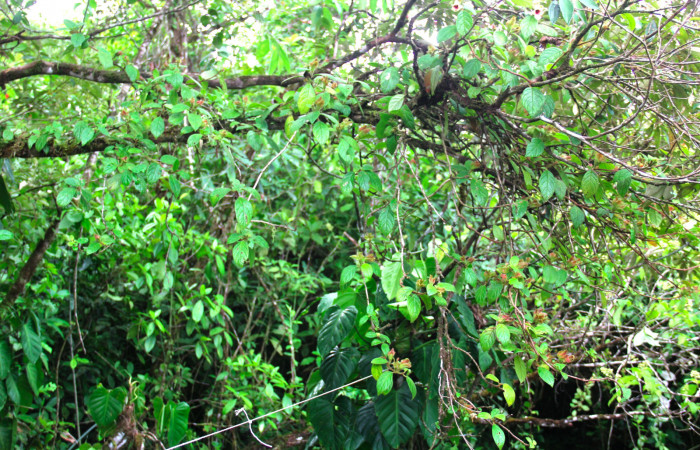 Fig.19. Planta hospedera de <i>Hyposcada evanides</i>, <i>Hyposcada virginiana</i>,<i>Drymonia alloplectoides</i>, (Gesneriaceae). Estación Pitilla, Junio 2020. Foto, Manuel Ríos.  