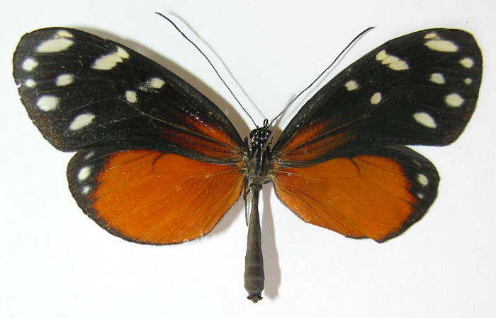 Fig. 3. Adulto de <i>Hyposcada evanides</i>. 61mm de longitud vista dorsal. Voucher : 10-SRNP-44633-DHJ530430.jpg.  