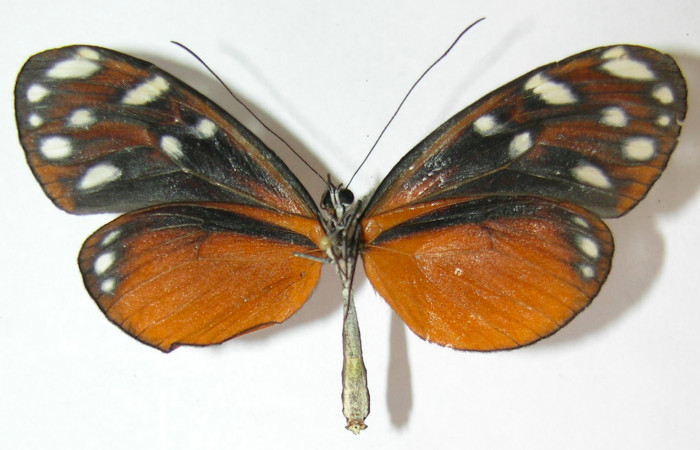 Fig. 4. Adulto de <i>Hyposcada evanides</i>. 61mm de longitud vista ventral. Voucher : 10-SRNP-44633-DHJ530431.jpg.  