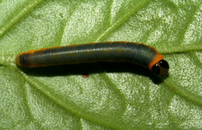 Fig. 6. Larva de <i>Hyposcada evanides</i>. 10mm de longitud en posición dorsal. Voucher : 10-SRNP-44633-DHJ478724.jpg.    