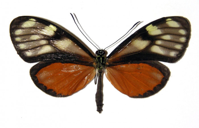 Fig.1. Adulto de <i>Pteronymia notilla</i>. Hembra 53mm  de longitud vista dorsal. Voucher : 04-SRNP-45732-DHJ96528.