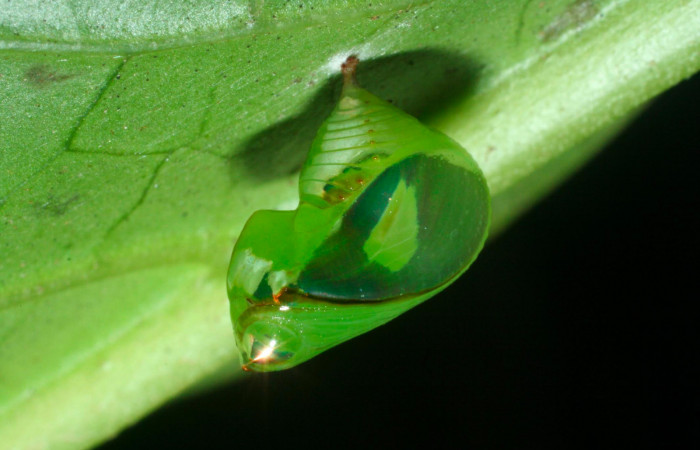 Fig.10. Pupa de <i>Pteronymia notilla</i>. 10mm de longitud. Voucher : 09-SRNP-35902-DHJ455767.jpg. 