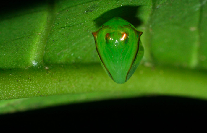 Fig.11. Pupa de <i>Pteronymia notilla</i>. 10mm de longitud. Voucher : 09-SRNP-35902-DHJ455760.jpg.