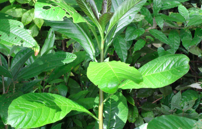 Fig.13. Planta hospedera de <i>Pteronymia notilla</i>,  <i>Solanum rovirosanum</i> (Solanaceae).