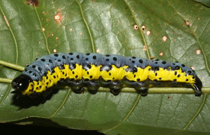 Fig. 1 Larva <i>Lobeza medina</i> (Notodontidae), vista lateral. Voucher 12-SRNP-40289- DHJ489228.jpg. 