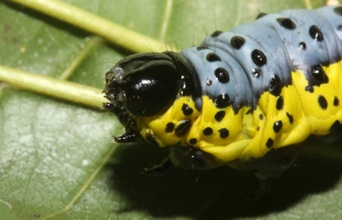 Fig. 3 Larva <i>Lobeza medina</i> (Notodontidae, vista lateral de la cabeza. Voucher 12-SRNP-40289- DHJ489229.jpg.