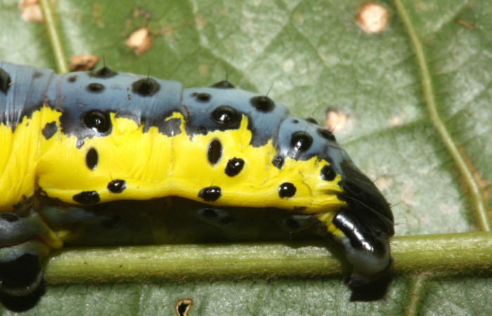 Fig. 4 Larva <i>Lobeza medina</i> (Notodontidae, vista parte trasera. Voucher 12-SRNP-40289- DHJ489230.jpg.