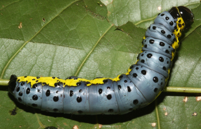 F ig. 2 Larva <i>Lobeza medina</i> (Notodontidae), vista dorsal. Voucher 12-SRNP-40289- DHJ489232.jpg.