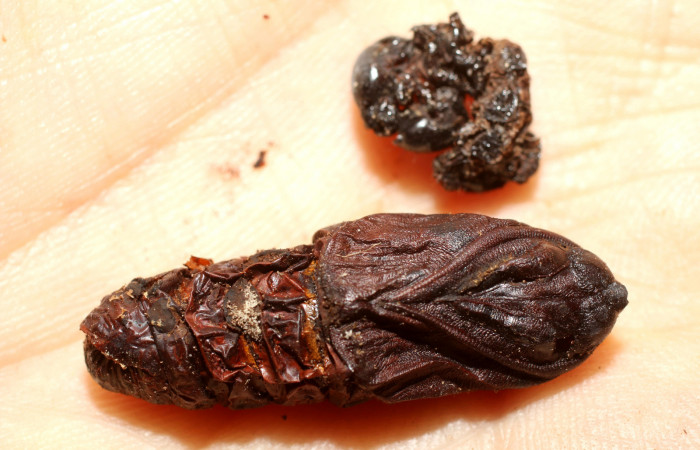 Fig. 8 Pupa <i>Lobeza medina</i> (Notodontidae), parasitada por <i>Eujuriniodes palliatus</i> moscas de la familia Tachinidae. Voucher 12-SRNP-40293-DHJ498805.jpg. 