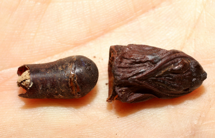 Fig. 9 Corte de pupa <i>Lobeza medina</i> parasitada, junto a ella muestra un pupario de mosca parásita <i>Eujuriniodes palliatus</i> de la familia Tachinidae. Voucher 12- SRNP-40293-DHJ498808.jpg.