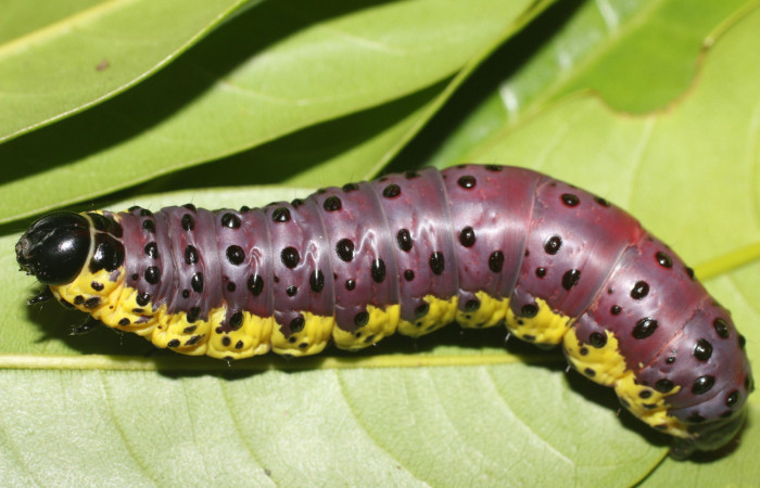 Fig. 5 Prepupa <i>Lobeza medina</i> (Notodontidae), vista dorsal. Voucher 18-SRNP-89- DHJ704824.jpg 