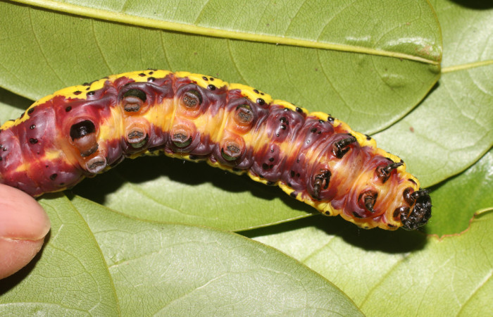 Fig. 6 Prepupa <i>Lobeza medina</i> (Notodontidae), vista ventral. Voucher 18-SRNP-89- DHJ704828.jpg 