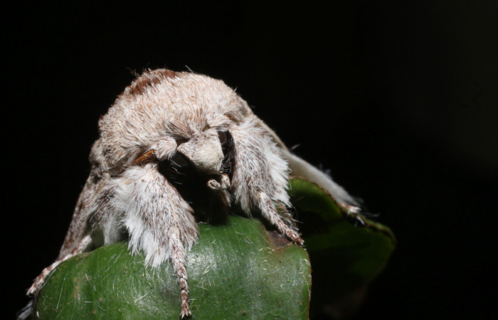 Fig. 12 Adulto de <i>Lobeza medina</i> en posición frontal. Voucher,18-SRNP-93-DHJ705450.jpg.