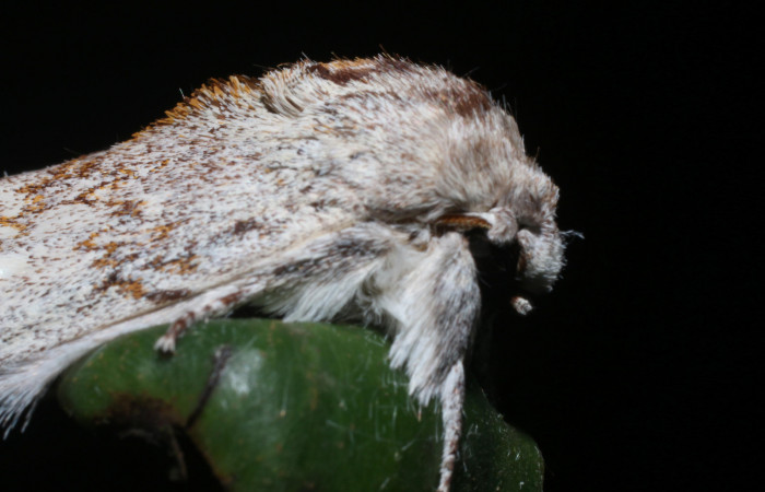 Fig. 10 Adulto de <i>Lobeza medina</i> en posición lateral. Voucher, 18-SRNP-93-DHJ705452.jpg.