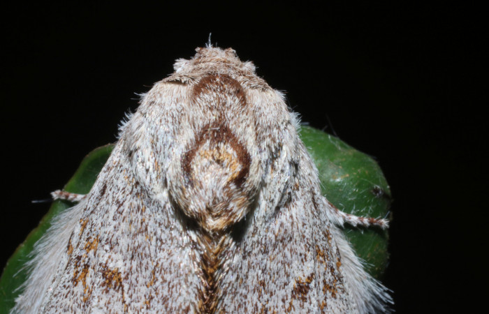 Fig. 11 Adulto de <i>Lobeza medina</i> en posición dorsal. Voucher, 18-SRNP-93-DHJ705452.jpg.