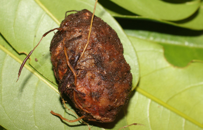 Fig. 7 Capullo de <i>Lobeza medina</i> (Notodontidae). Voucher 18- SRNP-95-DHJ704830.jpg