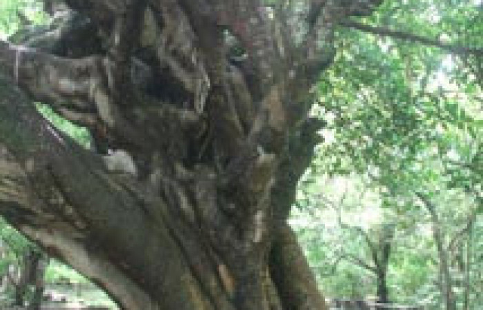 Fig. 13 Corteza <i>Ficus crocata</i> (introducido) (Moraceae). Casona Santa Rosa, Sector Santa Rosa, 295 m.