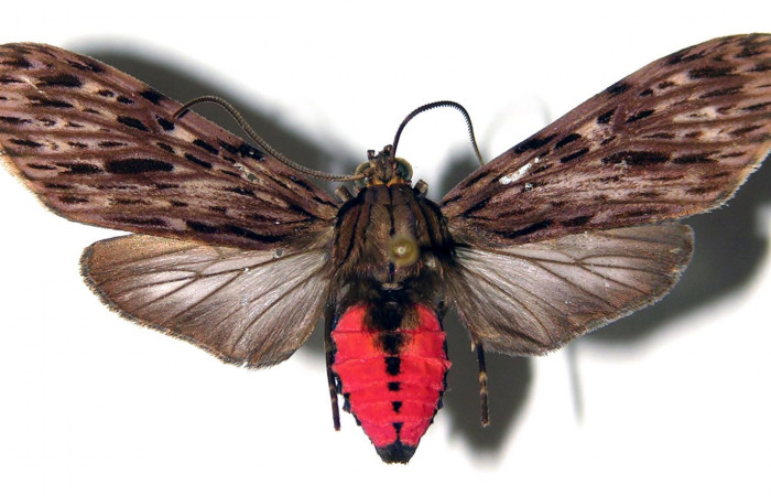 Fig. 1 Adulto vista dorsal hembra <i>Eucereon pilati</i> (Erebidae) mide 36mm. Casona Santa Rosa, Sector Santa Rosa, 295 m. 96-SRNP-7756-DHJ92304.