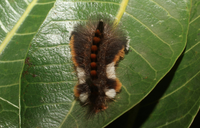 Fig. 6 Larva dorsal entero <i>Eucereon pilati</i> (Erebidae) mide 30mm. Gallinaso, Sector Brasilia, 360 m,, 295 m, 18-SRNP-65377-DHJ488559.JPG