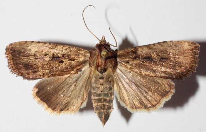 Fig.1. Adulto de <i>Perigea agnonia</i>. Hembra 35mm de longitud vista dorsal. Voucher : 14-SRNP-80078-DHJ903592.jpg.